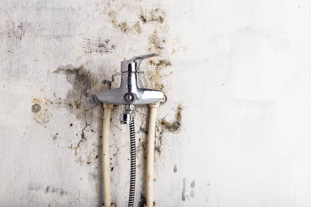 Best White Mold Remediation in Eastlake, OH