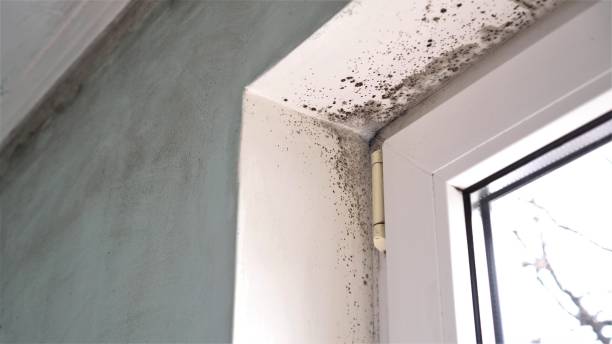 Best Post-Flood Mold Remediation in Eastlake, OH
